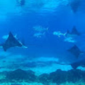 Meet your Posher, Lan ann